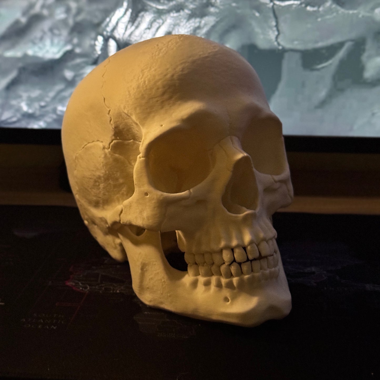 Human Skull Collectible