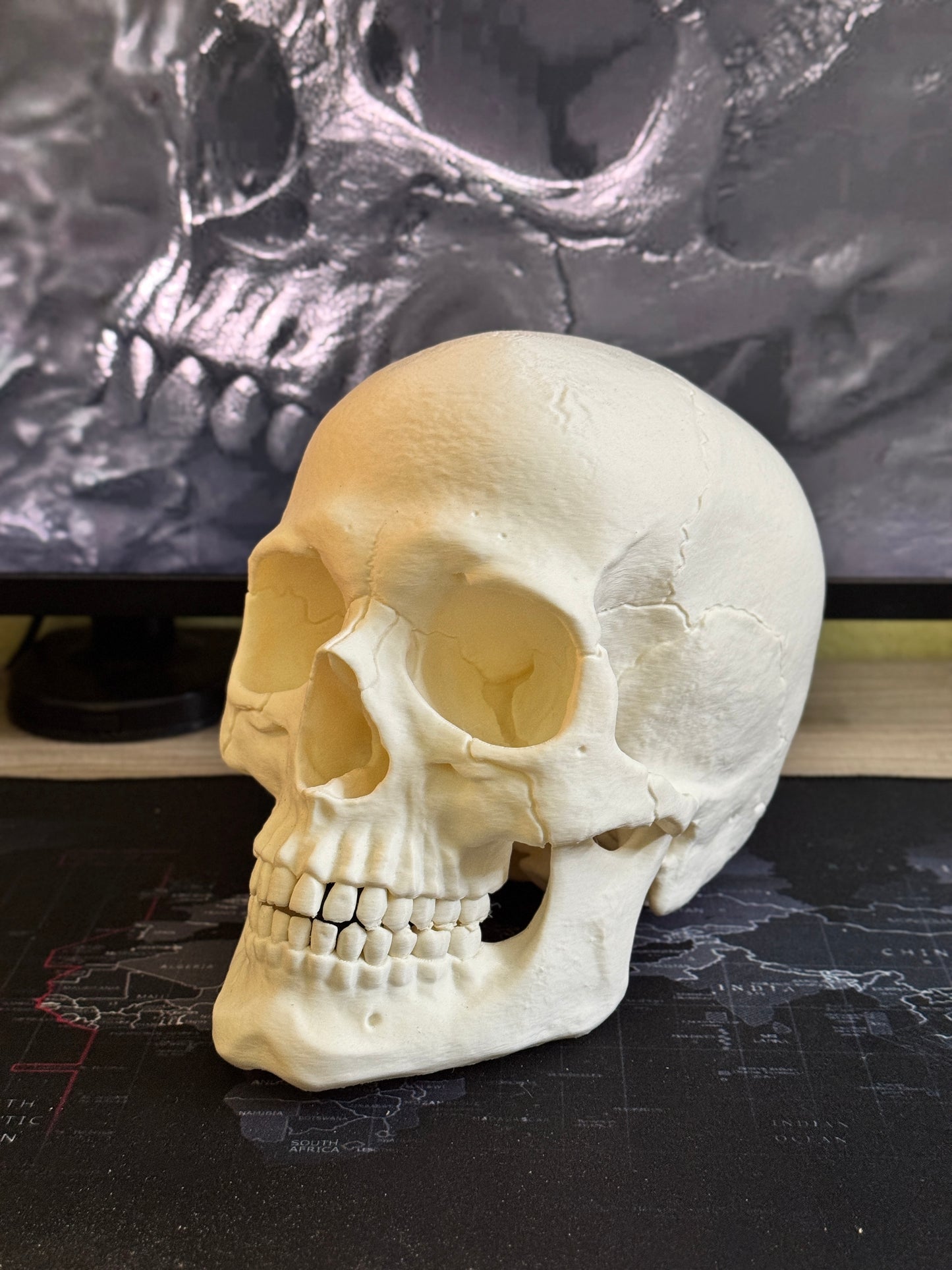 Human Skull Collectible