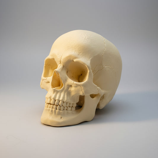 Human Skull Collectible
