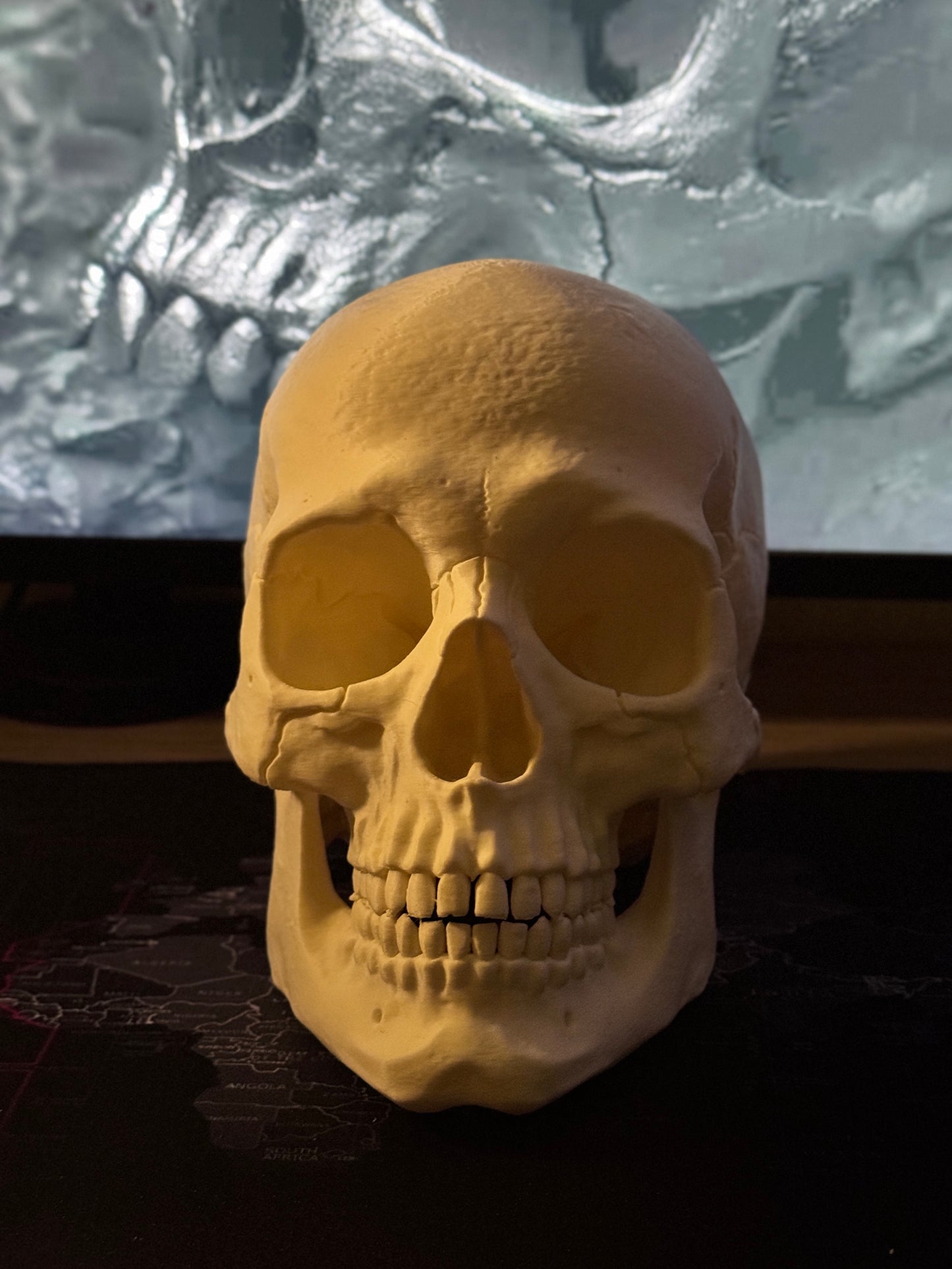 Human Skull Collectible