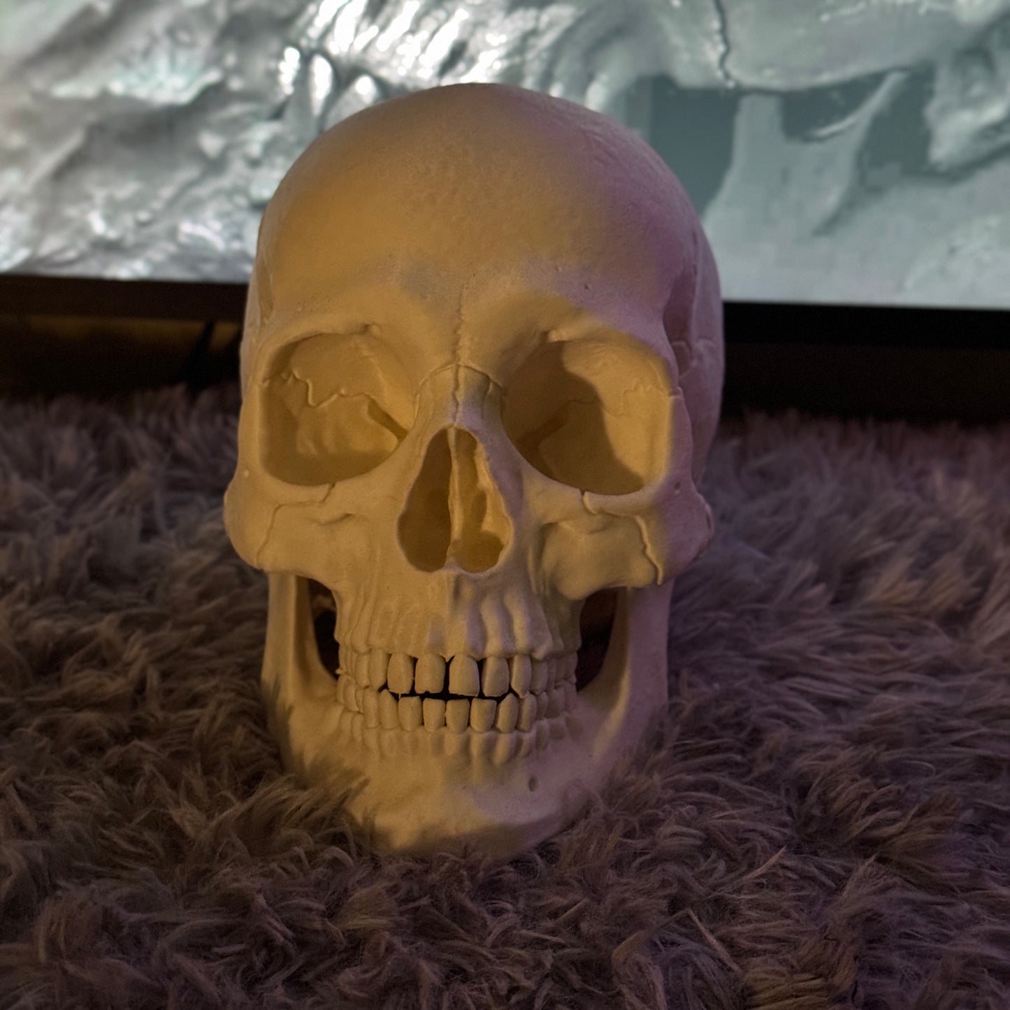 Human Skull Collectible