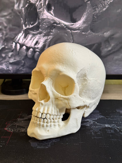 Human Skull Collectible