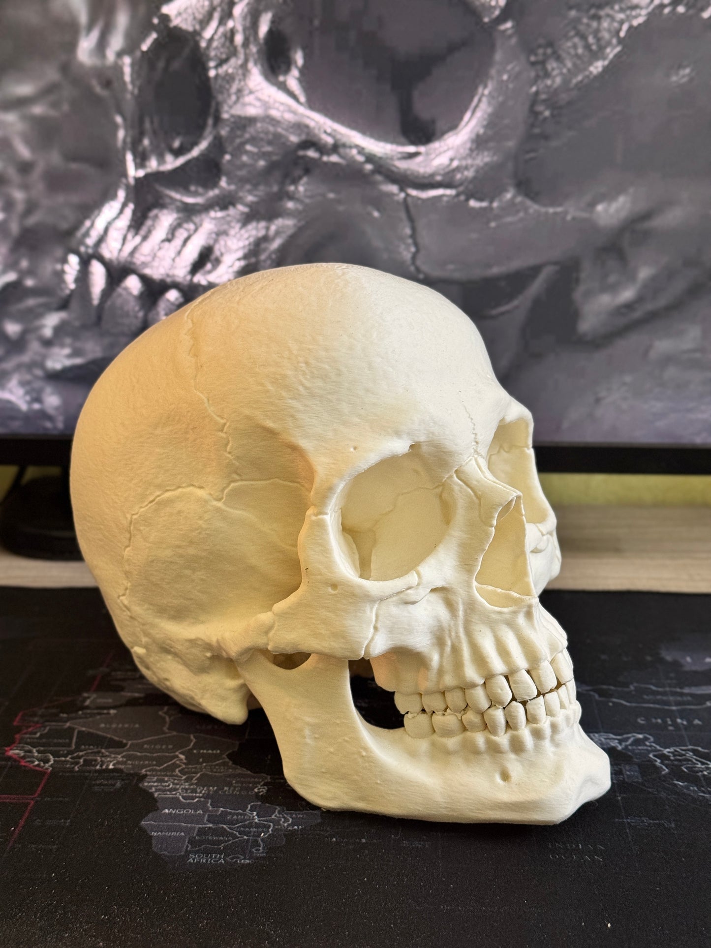 Human Skull Collectible