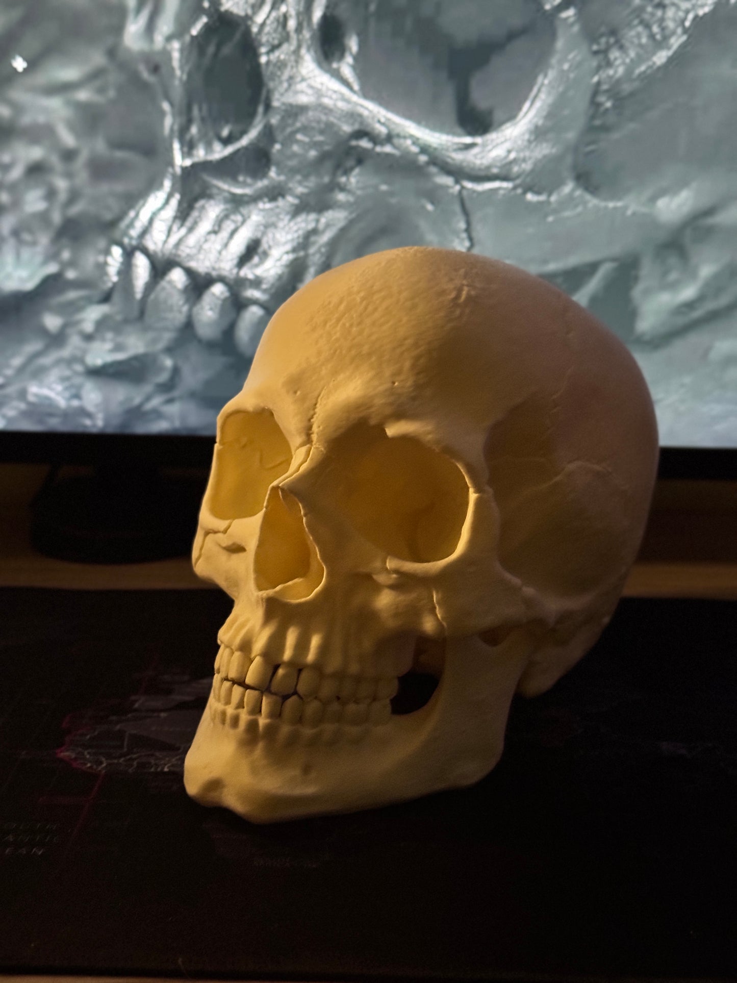 Human Skull Collectible