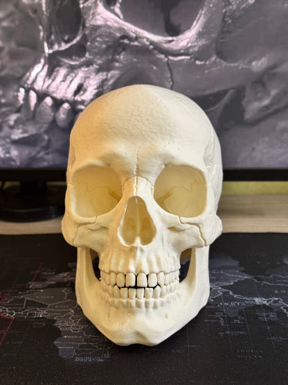 Human Skull Collectible