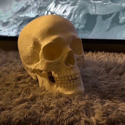 Human Skull Collectible